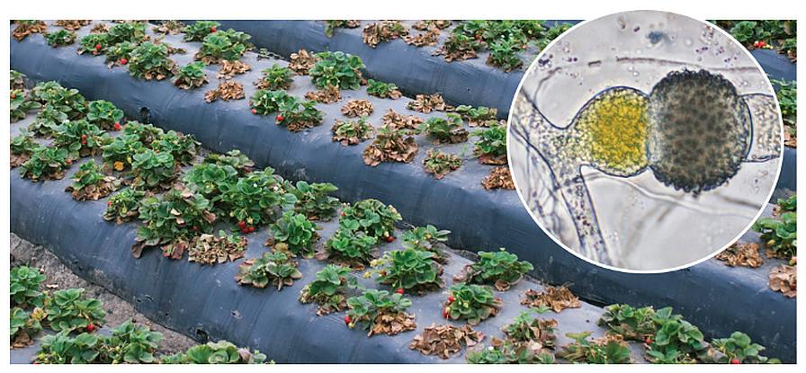 Epidemiology in the farm field and diagnostics in the lab