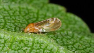 How Pest Management for Pears Can Bend Without Breaking