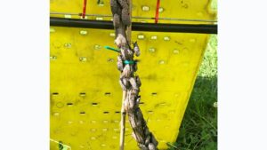Dear Diary: Virginia Grape Growers Ready To Take On Spotted Lanternfly Scourge