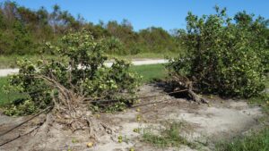 How the Fate of Florida Citrus Might Hinge on Lessons Learned from Hurricane Ian