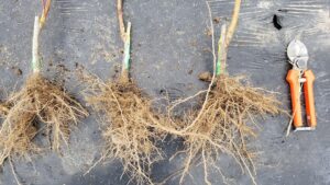 Rootstocks Play Huge Role in the Future of Peach Production