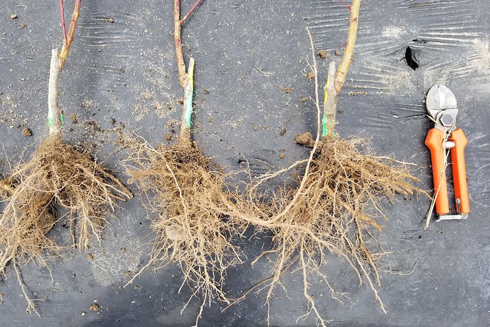 Guardian peach rootstock with scion graft
