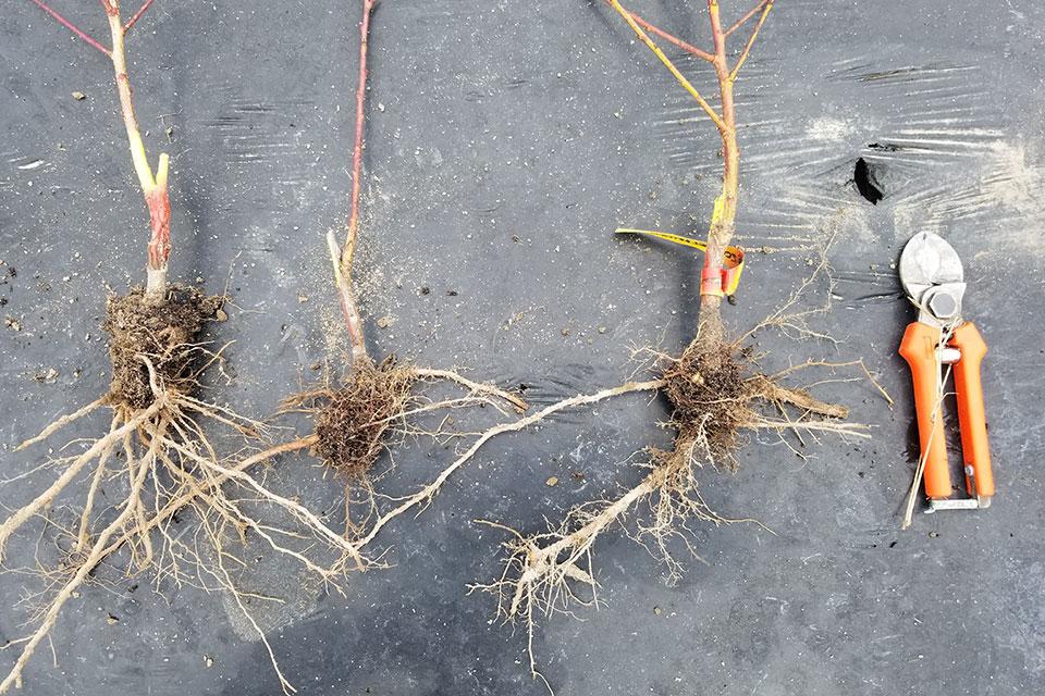 MP 29 peach rootstock with graft