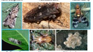 Yes! Biosolutions Do Exist for Pest Issues in Walnuts