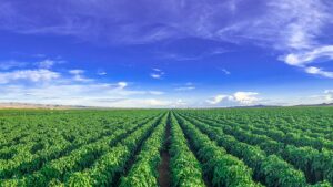 Modern Vegetable Growing Is Alive and Thriving in the Desert Southwest