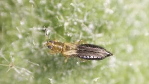 New Study Unlocks Secrets of the Invasive Thrips Parvispinus Pest