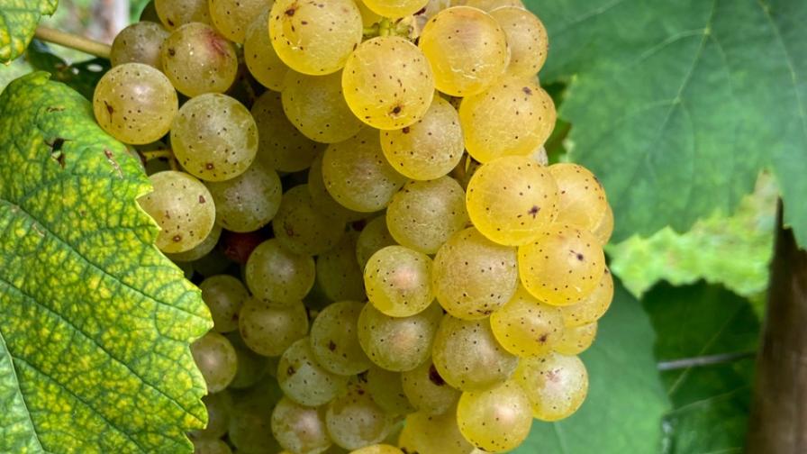 A White Wine Grape 42 Years in the Making? Meet ‘Aravelle’