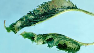 Look Beyond X-Disease for Possible Problems in Your Cherry Crops