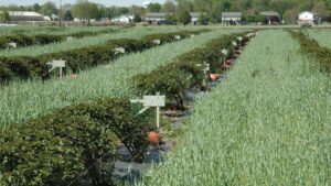 The Quest for Better Fruit: Why Growers Need To Start From the Ground up