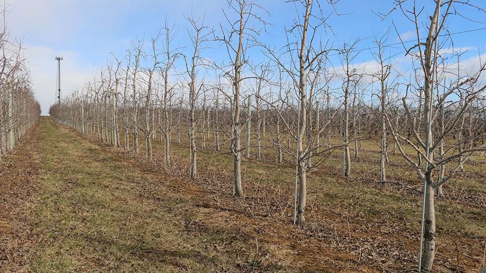 Power in the Flower and an Appreciation for Growing High-Density Pears