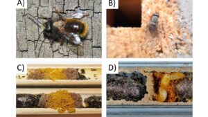 What’s the Preferred Nesting Choice of Mason Bees? Stone Fruit Growers Should Know