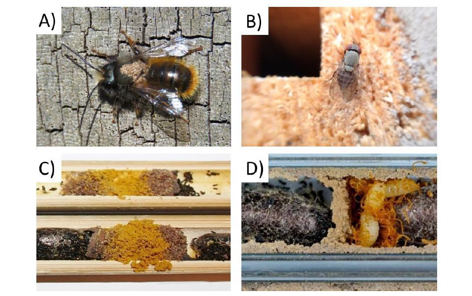 overview of parasitic mites on bees collage
