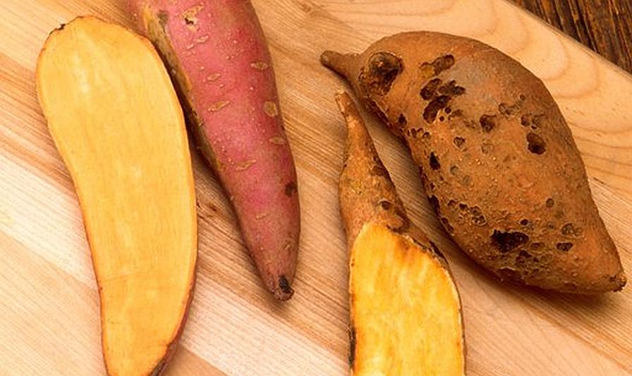 sweet potato clones