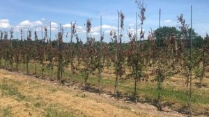Plan To Keep It Cool When Battling Fire Blight
