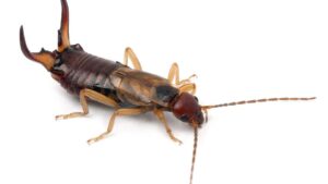 Earwigs in the Orchard: Bad for Cherry Growers, But Good for Pome Fruit Producers