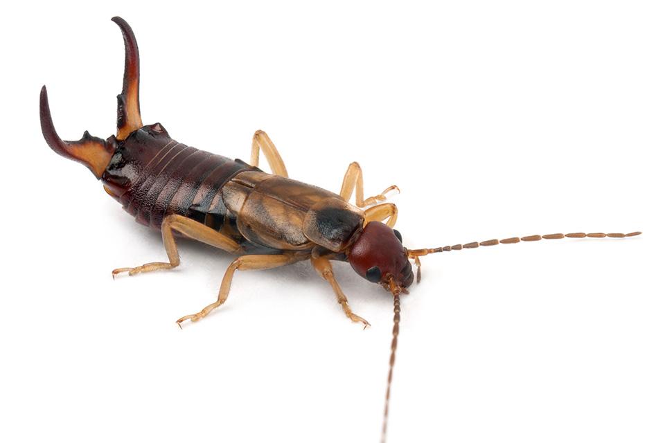 Earwigs in the Orchard: Bad for Cherry Growers, But Good for Pome Fruit Producers