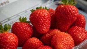 5 New Super Strawberries — All With Resistance To Fusarium Wilt