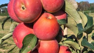 For Apple Growers Who Want to Adapt, These Might Be the Perfect Picks
