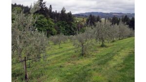 Olives Research Project Helps Growing Interests in the PNW