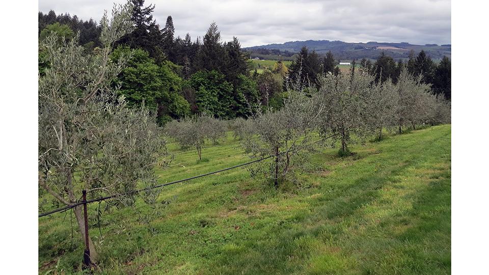 Olives Research Project Helps Growing Interests in the PNW