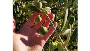 Oregon Growers Defying the Odds With Olives