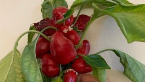 New Development In Progress for Greenhouse-Grown Snacking Peppers