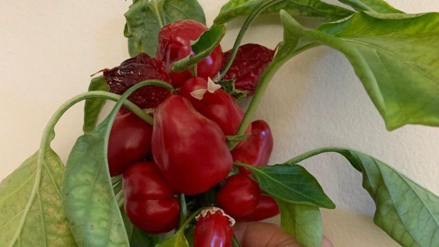 New Development In Progress for Greenhouse-Grown Snacking Peppers