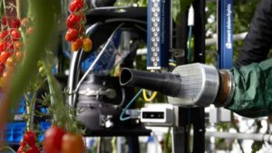Robotic Harvesting System for Greenhouse Tomatoes Being Put To the Test