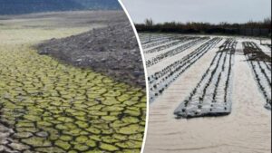 Weather Woah! What a Difference a Half Year Makes for California Growers
