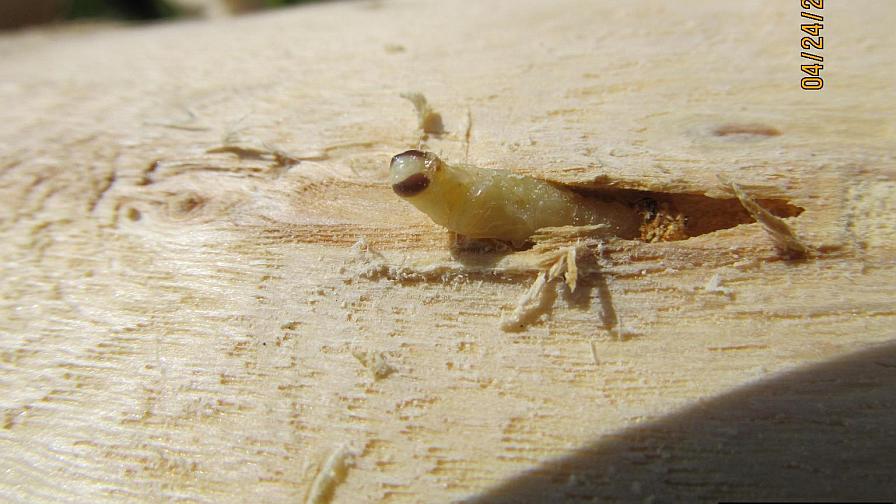 Emerald ash borer up close