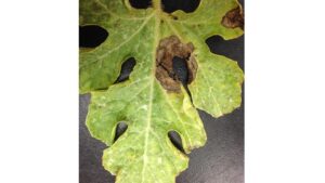 Recognize and Manage Fungicide Resistance in Your Vegetable Plantings