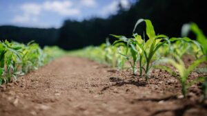 Easy Steps Growers Can Take To Improve Soil Health
