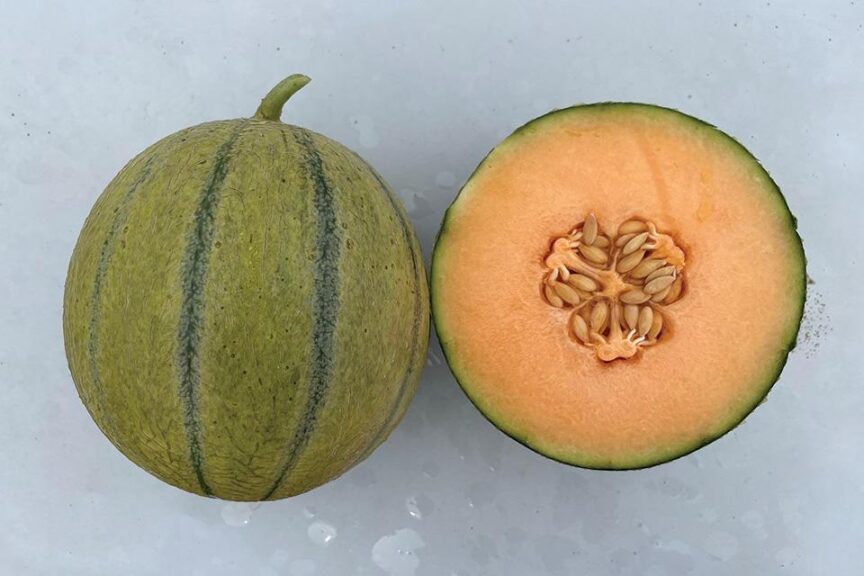 Melondade F1 (Earthwork Seeds, Gowan Seed Company, Harris Seeds)