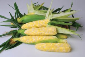 Nirvana (Crookham Company, Rupp Seeds)