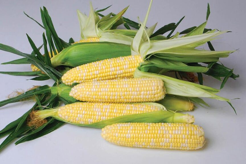 Nirvana (Crookham Company, Rupp Seeds)