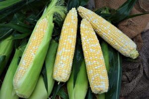 Redemption XR (Illinois Foundation Seeds Inc. (IFSI), Gowan Seed Company)