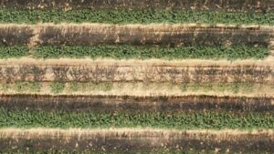 Update on Fertigation Management Practices Provides Fruitful Intel for Farmers
