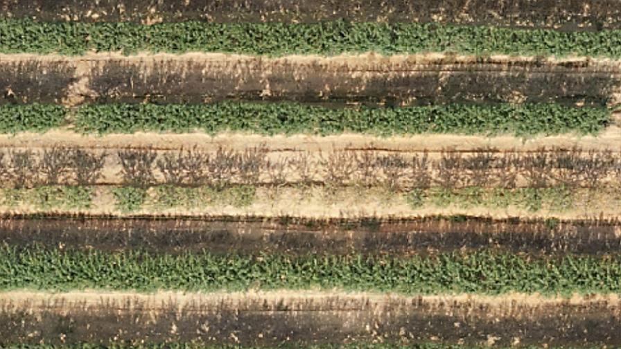 drone image of almond block with blocked irrigation line