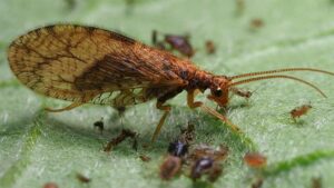 Biobest Looks To Boost Biopesticide Portfolio Through Acquisition of BioWorks
