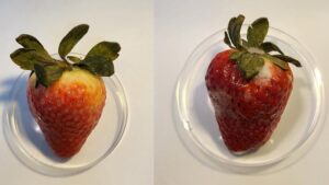 Is an Edible CBD Coating the Answer To Extend Shelf Life of Strawberries?
