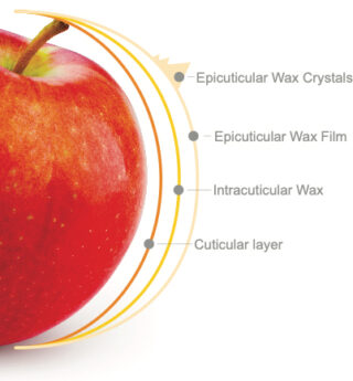 Plant Cuticle Care is the Foundation for Quality Crops - Growing Produce