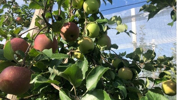 Evercrisp-Mitchell Tree Limb Mutation