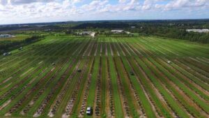 Holding Out Hope: 2 Florida Citrus Variety Experiments Growing Well