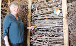 June: Overabundance of Fruit Tree Rootstock Options a Growing Issue for Nurseries Today