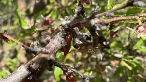 California Growers See Wave of Pathogen Pressure in Wake of Atmospheric Rivers