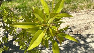 Almond Nitrogen Management Considerations Following a Wet Winter