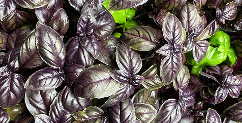 Purple Genovese basil