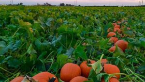 Extreme Heat and Drought Take Their Toll on Texas Pumpkin Crops