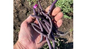 Purple beans