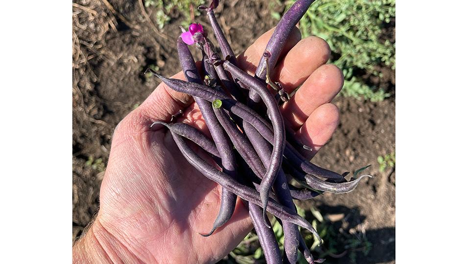 Purple beans